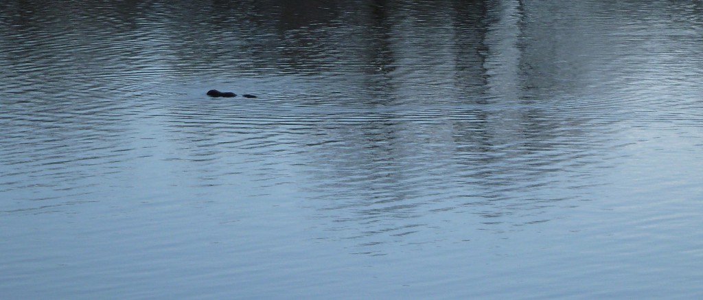 Probably just a muskrat--rather than a beaver, as we originally hoped.